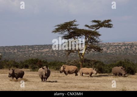 Weißes Nashorn, Quadrat-lippige Rhinoceros, Rasen Rhinoceros (Ceratotherium Simum), Herde in der Savanne, Kenia Stockfoto