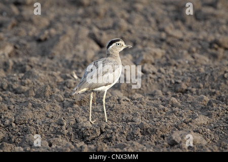 Peruanische Thick-knee, Burhinus superciliaris Stockfoto