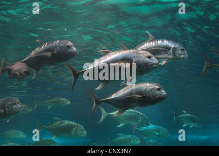 Giant Trevally, riesigen Kingfisch, niedrigen Trevally, Barriere Trevally (Caranx Ignobilis) Schule in der Nähe der Wasseroberfläche Stockfoto