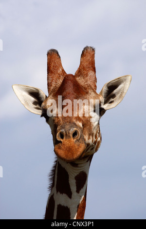 retikuliert Giraffe (Giraffa Plancius Reticulata), Porträt, Kenia, Sweetwaters Game Reserve Stockfoto