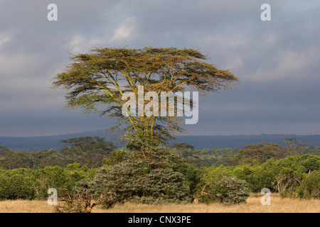 Regenschirm Thorn Akazie, Regenschirm-Akazie (Acacia Tortilis), einziger Baum in Savanne, Kenia Stockfoto