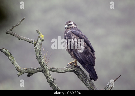 Schwarz-chested Bussard-Adler, Geranoaetus Melanoleucus, juvenile Stockfoto