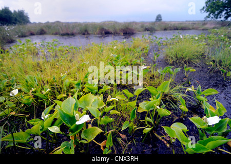 Moor Arum, wilde Calla (Calla Palustris), blühen im Sumpf Grenze, Deutschland, Niedersachsen, Grosses Torfmoor Stockfoto