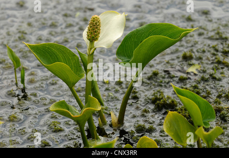 Moor Arum, wilde Calla (Calla Palustris), blühen im Sumpf Grenze, Deutschland, Niedersachsen, NSG Grosses Torfmoor Stockfoto