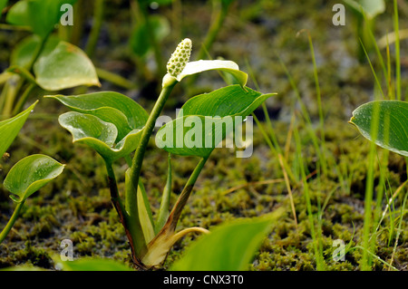 Moor Arum, wilde Calla (Calla Palustris), blühen im Sumpf Grenze, Deutschland, Niedersachsen, NSG Grosses Torfmoor Stockfoto