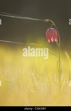 gemeinsamen Fritillary, Schlange-Kopf Fritillaria (Fritillaria Meleagris), Seide auf eine Blume Fritillary, Deutschland, Rheinland-Pfalz Stockfoto