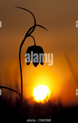 gemeinsamen Fritillary, Schlange-Kopf Fritillaria (Fritillaria Meleagris), blühen bei Gegenlicht, Deutschland, Rheinland-Pfalz Stockfoto