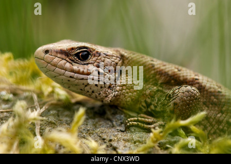 vivipare Eidechse, europäischen gemeinen Eidechse (Lacerta Vivipara, Zootoca Vivipara), Porträt, Deutschland, Rheinland-Pfalz Stockfoto