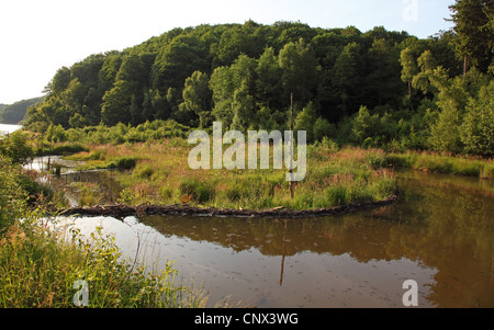 Eurasische Biber, europäische Biber (Castor Fiber), Teich mit Biber-Damm, Deutschland, Nordrhein-Westfalen, Eifel Stockfoto