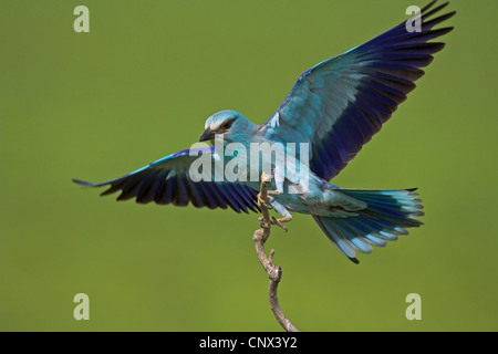 Blauracke (Coracias Garrulus), Landung auf eine Zweigniederlassung, Bulgarien, Pleven Stockfoto