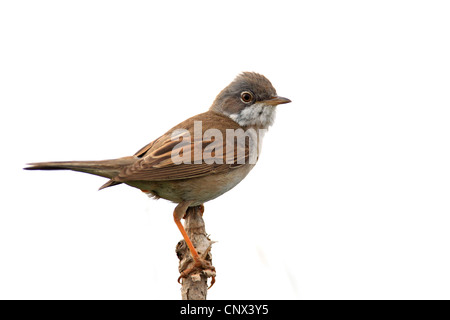 Whitethroat (Sylvia Communis), männliche sitzt auf einem Ast, Niederlande, Texel Stockfoto