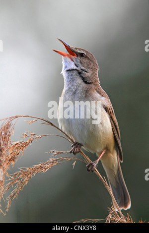 großen Rohrsänger (Acrocephalus Arundinaceus), Männlich, singen, Griechenland, Kerkini-See Stockfoto