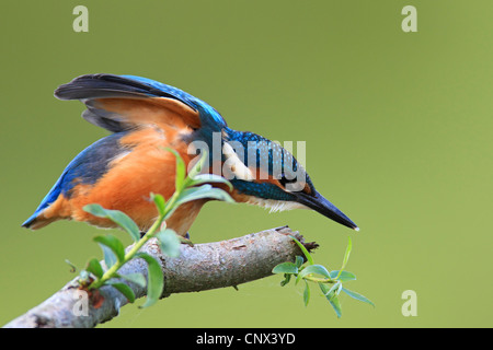 Fluss-Eisvogel (Alcedo Atthis), männliche Strecken die Flügel, Niederlande, Flevoland Stockfoto