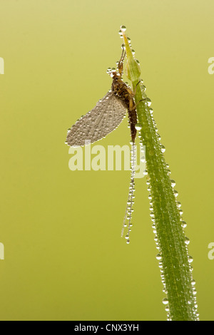 gemeinsamen Eintagsfliege (Ephemera Vulgata), Crane Fly im Morgentau, Deutschland, Rheinland-Pfalz Stockfoto