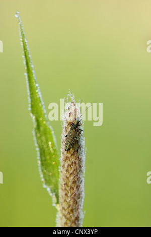 gemeinsamen Eintagsfliege (Ephemera Vulgata), Käfer im Morgentau am Rasen Ohr, Deutschland, Rheinland-Pfalz Stockfoto