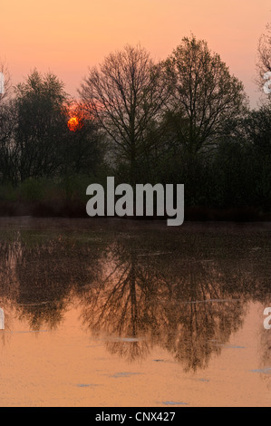 Sonnenaufgang über ein Moor See, Niederlande, Limburg, Groote Peel-Nationalpark Stockfoto