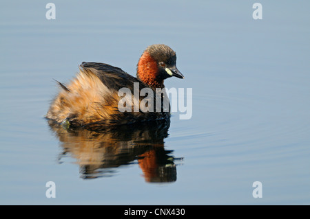 Zwergtaucher (Podiceps Ruficollis, Tachybaptus Ruficollis), schwimmen auf dem ruhigen Wasser im Sommer Gefieder, Niederlande, Limburg, Groote Peel-Nationalpark Stockfoto