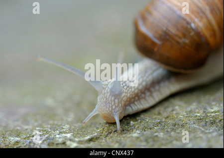 Römische Schnecke, Schnecken, Schnecken Schnecke, essbare Schnecken, Apfelschnecke, Weinrebe Schnecke, Weinberg Schnecke, Rebe-Schnecke (Helix Pomatia), Porträt, Deutschland, Nordrhein-Westfalen Stockfoto