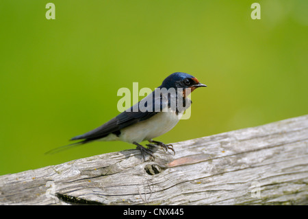 Rauchschwalbe (Hirundo Rustica), sitzen auf abgestorbenem Holz, Niederlande, Nijkerk Stockfoto