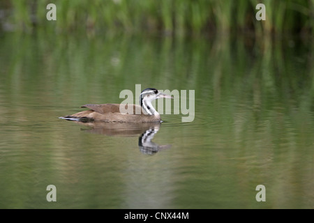 Pantropisch, Heliornis Fulica, Weiblich Stockfoto