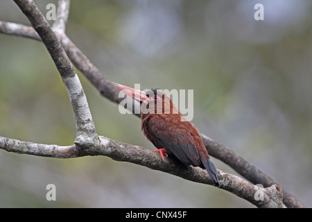 Purus Jacamar, Galbalcyrhynchus purusianus Stockfoto