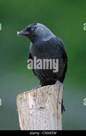 Dohle (Corvus Monedula), Erwachsene sitzt auf einem hölzernen Stapel, Deutschland, Nordrhein-Westfalen Stockfoto