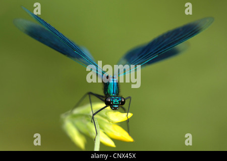 Schwarzflügel gebändert, gebändert Agrios, Gebänderten Prachtlibelle (Calopteryx Splendens, Agrios Splendens), sitzt auf einer Blume, Deutschland, Nordrhein-Westfalen Stockfoto