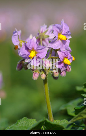 Kartoffel (Solanum Tuberosum), Blüten der Kartoffelpflanzen, Germany, North Rhine-Westphalia, NSG Dingdener Heide Stockfoto