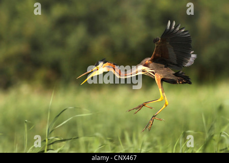 Purpurreiher (Ardea Purpurea), Landung, Niederlande Stockfoto