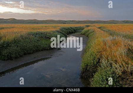 Salz Wiese und Tide Weg bei Sonnenaufgang, Niederlande, Texel, De Slufter Stockfoto