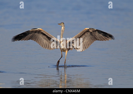Graureiher (Ardea Cinerea), mit geöffneten Flügeln, Niederlande, Flevoland Stockfoto
