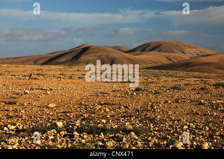 felsige Wüste mit Sukkulenten, Kanarischen Inseln, Fuerteventura, Tindaya Stockfoto