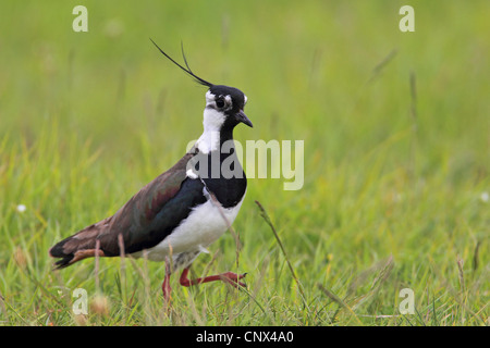 nördlichen Kiebitz (Vanellus Vanellus), männliche Wandern in eine Wiese, Niederlande, Texel Stockfoto