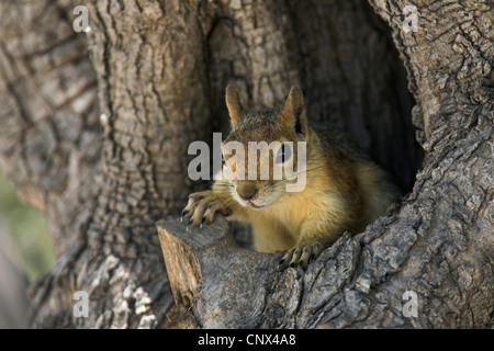 Persische Eichhörnchen (Sciurus Anomalus), auf der Suche aus einem Olivenbaum Loch, Griechenland, Lesbos Stockfoto