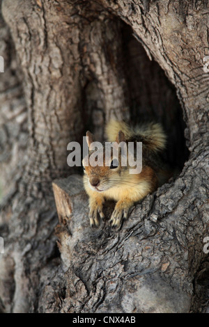 Persische Eichhörnchen (Sciurus Anomalus), auf der Suche aus einem Olivenbaum Loch, Griechenland, Lesbos Stockfoto