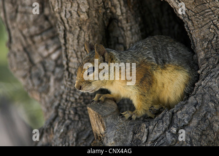 Persische Eichhörnchen (Sciurus Anomalus), auf der Suche aus einem Olivenbaum Loch, Griechenland, Lesbos Stockfoto