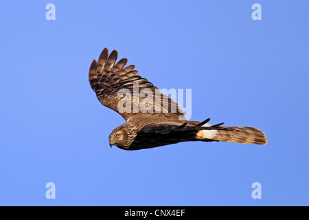 Kornweihe (Circus Cyaneus), Weiblich, fliegen, Niederlande, Texel Stockfoto