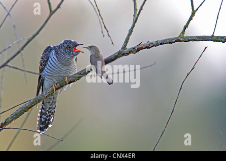 Eurasische Kuckuck (Cuculus Canorus), Rohrsänger nährt eurasischen Kuckuck, Niederlande, Flevoland Stockfoto