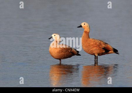 Ruddy Brandgans (Tadorna Ferruginea, Casarca Ferruginea), koppeln stehen im Wasser, Niederlande, Flevoland Stockfoto