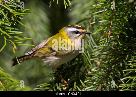 Firecrest (Regulus Ignicapillus), männliche auf Fichte Ast, Deutschland, Nordrhein-Westfalen Stockfoto