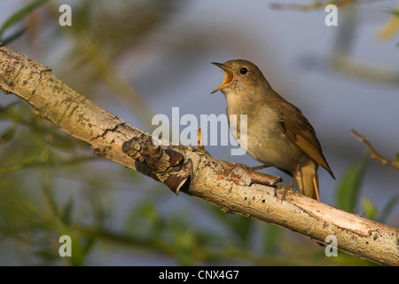 Nachtigall (Luscinia Megarhynchos), Männlich, singen, Griechenland, Lesbos Stockfoto