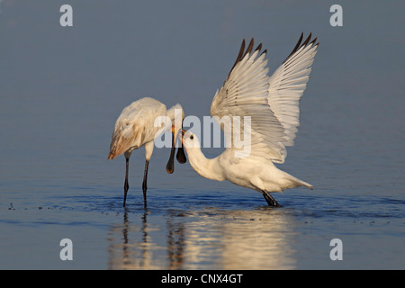 weiße Löffler (Platalea Leucorodia), Altvogel füttert einen Jungvogel, Niederlande, Flevoland Stockfoto