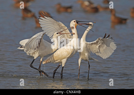 weiße Löffler (Platalea Leucorodia), Altvogel füttert Jungvögel, Niederlande, Flevoland Stockfoto