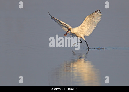 weiße Löffler (Platalea Leucorodia), Jungvogel beginnen, fly away, Niederlande, Flevoland Stockfoto