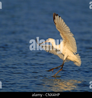weiße Löffler (Platalea Leucorodia), Jungvogel Landung im Wasser, Niederlande, Flevoland Stockfoto