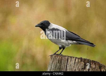 mit Kapuze Krähe (Corvus Corone Cornix), sitzt auf einem Baumstumpf, Deutschland, Mecklenburg-Vorpommern Stockfoto