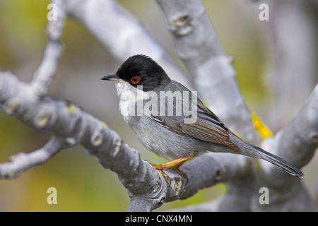 Samtkopfgrasmücke (Sylvia Melanocephala), männliche sitzt auf einem Zweig, Kanarischen Inseln, Fuerteventura Stockfoto