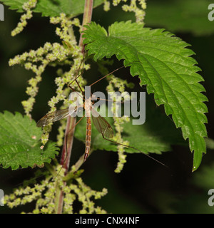 Kohl Schnake, braune Daddy-Long-Legs (Tipula Oleracea), sitzen auf Brennnessel, Griechenland, Kerkini-See Stockfoto