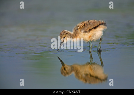 Trauerschnäpper Säbelschnäbler (Recurvirostra Avosetta), Küken, auf der Suche nach Nahrung, Spiegel, Bild, Niederlande, Texel Stockfoto