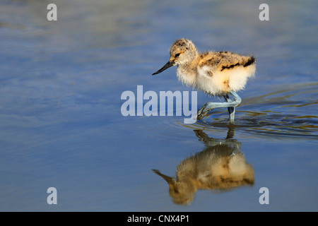 Trauerschnäpper Säbelschnäbler (Recurvirostra Avosetta), Küken, auf der Suche nach Nahrung, Spiegel, Bild, Niederlande, Texel Stockfoto